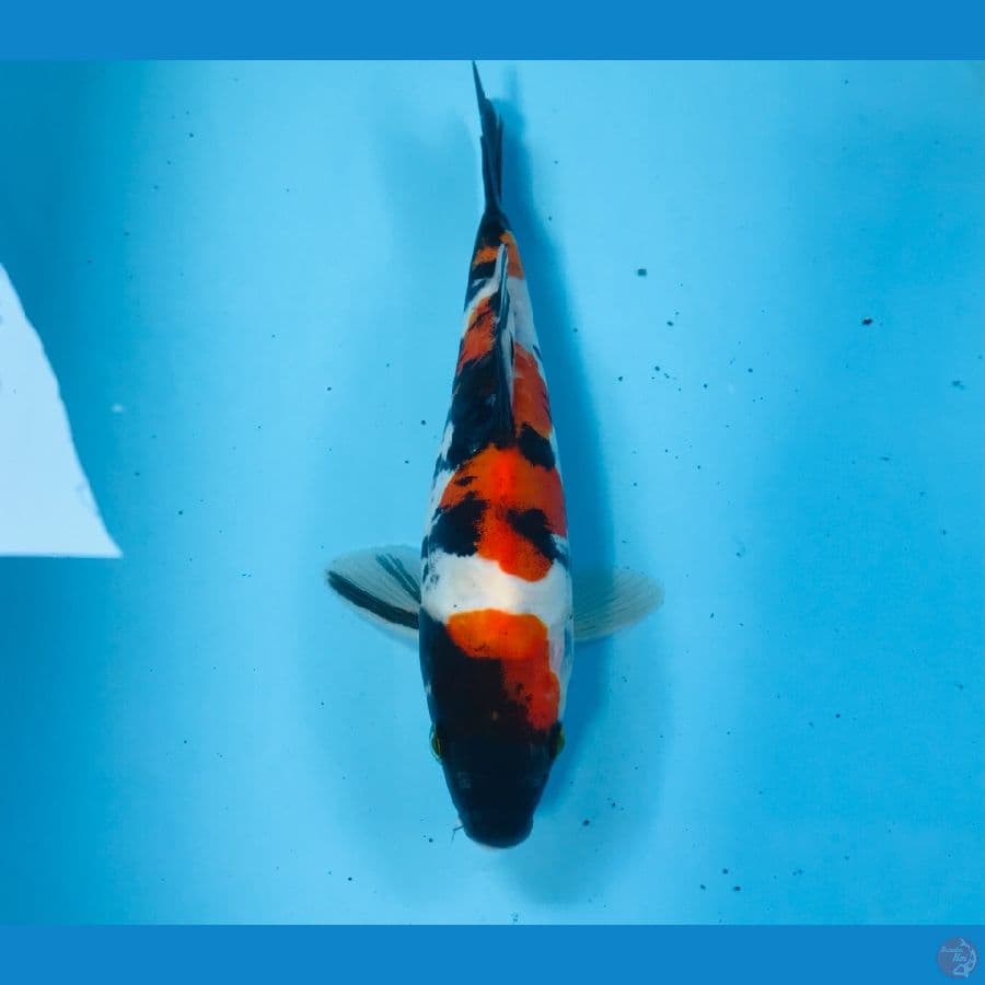 showa doitsu, 19 cm