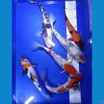 showa 28-32cm