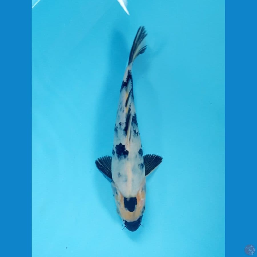 shiro 23cm