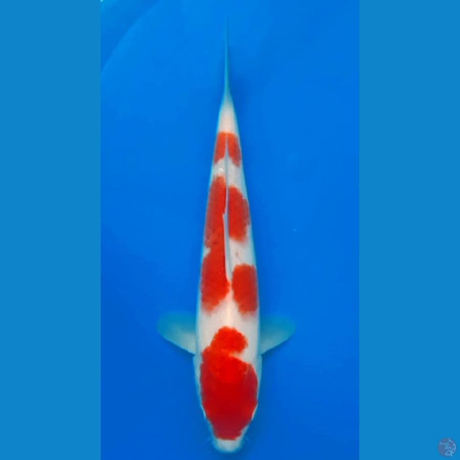 KOHAKU HQ 26CM MALE