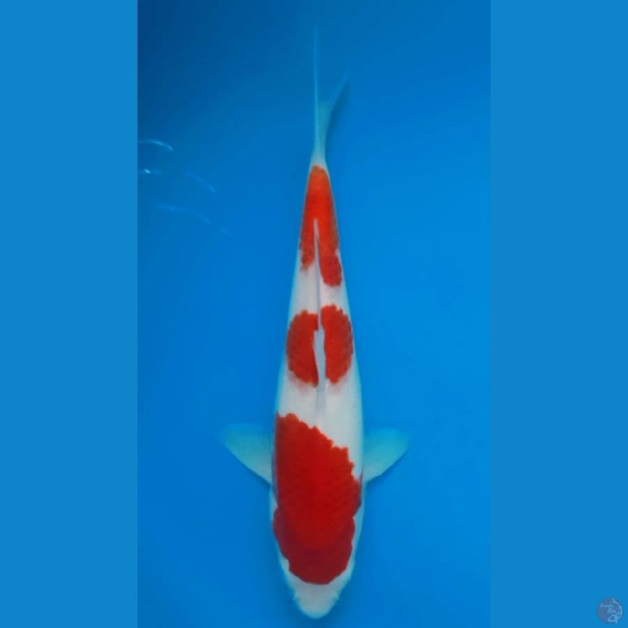 KOHAKU HQ 25CM MALE