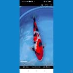 Showa 40 Cm pola joss merah merona 