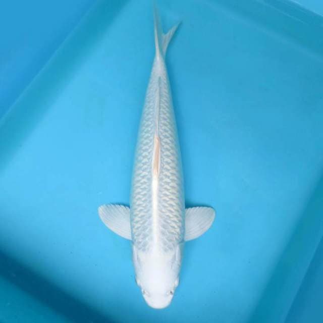 ATAKA 14 - PLATINUM PUTIH SALJU