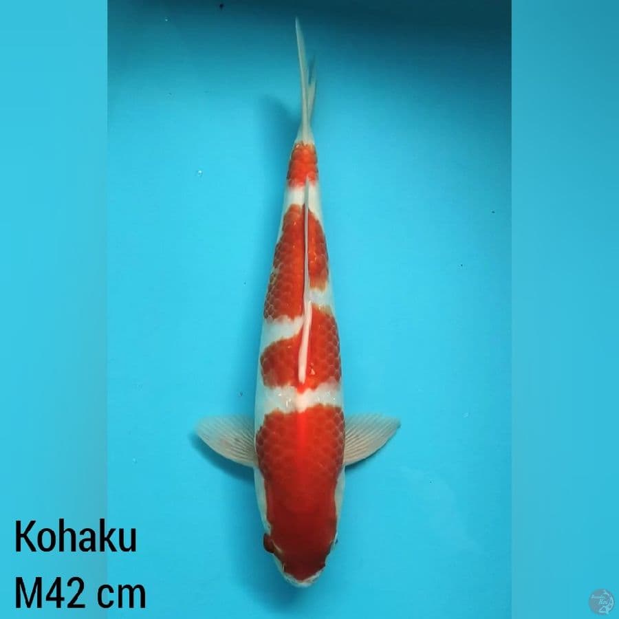 Jantan 42 cm, Kohaku