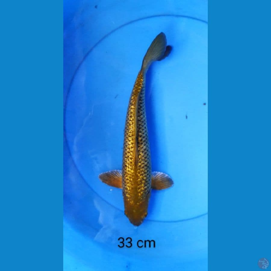 chagoi ginrin punuk mantap 33 cm