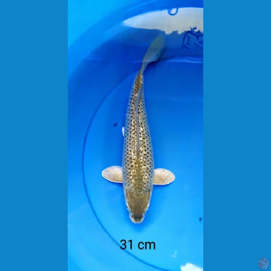 full ginrin punuk 31 cm
