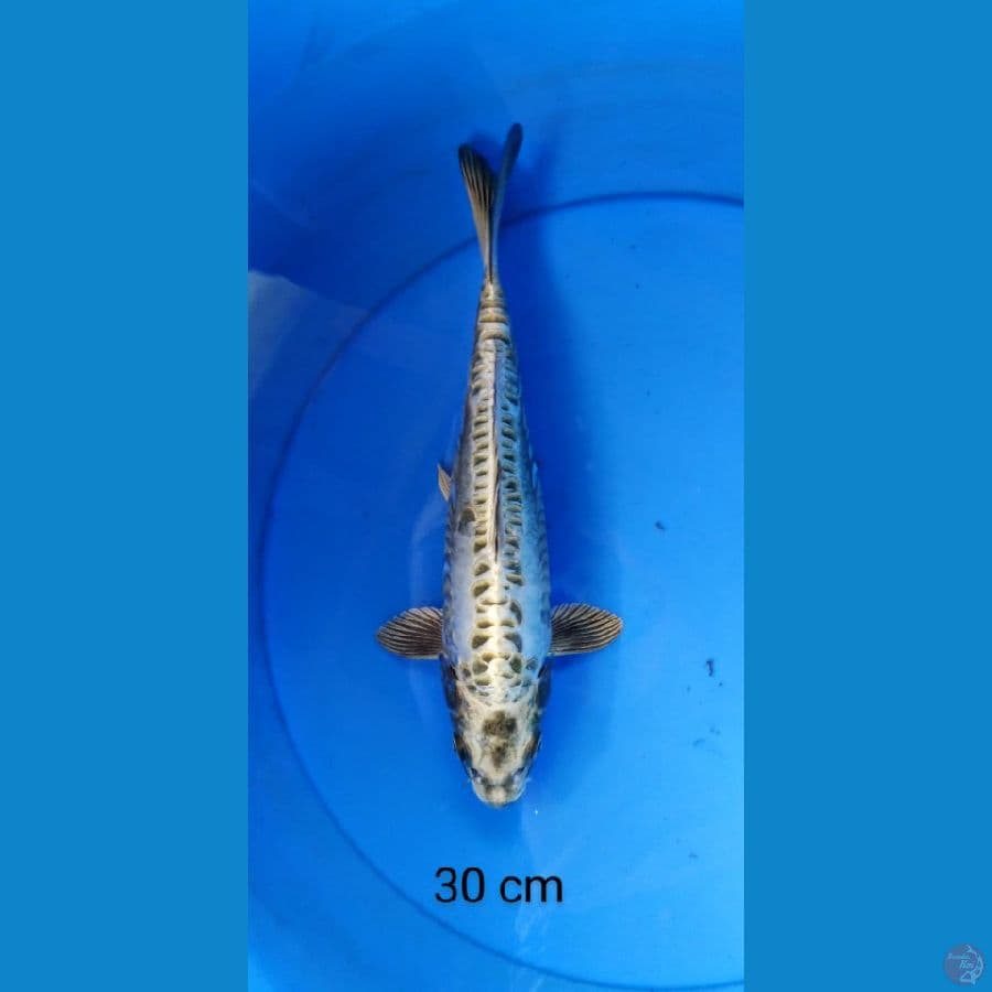kawarimono aragoke 30 cm