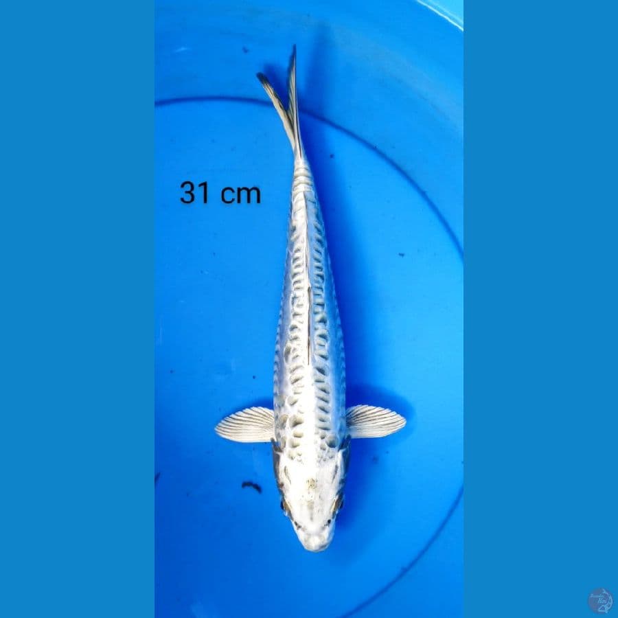 antik 31 cm