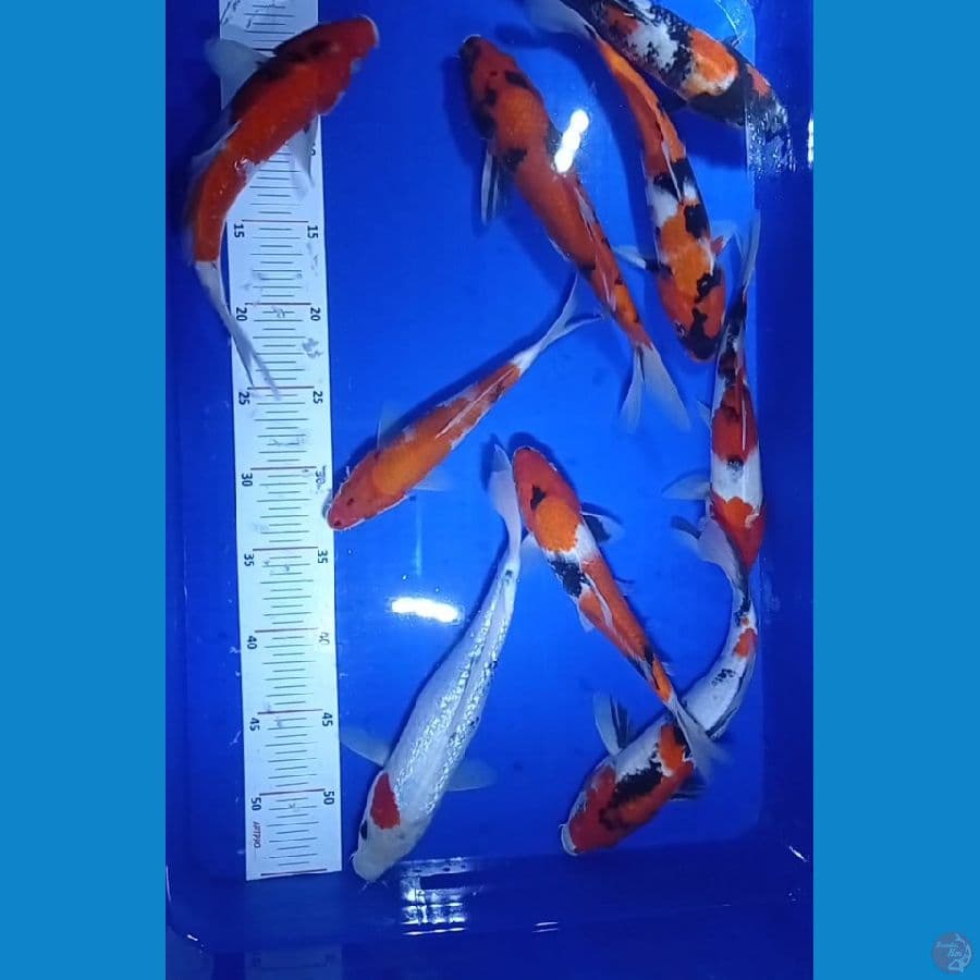 Showa 20-27cm