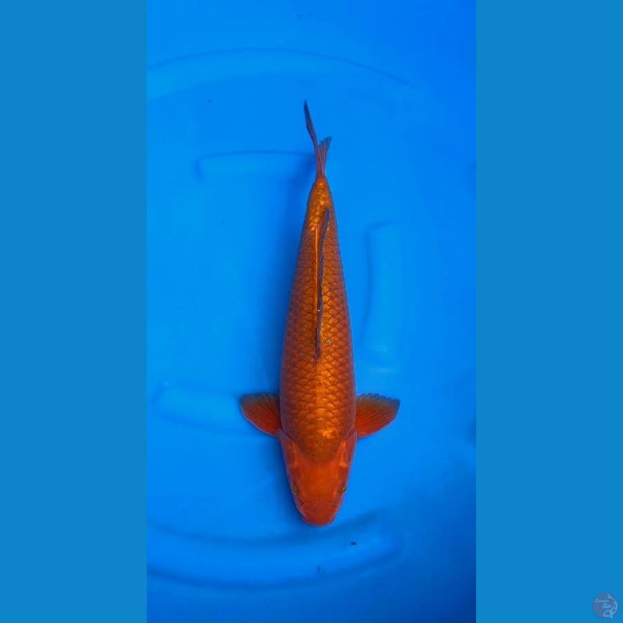 Chagoi Tembaga 