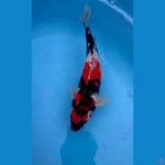SHOGIN 37 Cm Jantan