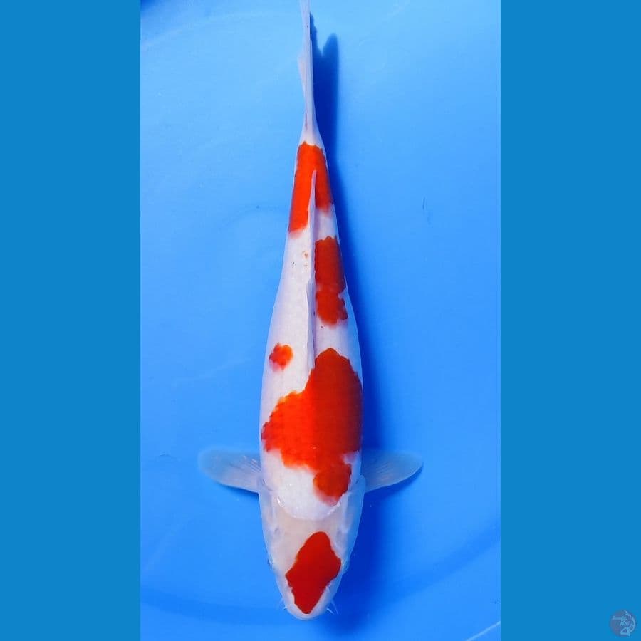 kohaku maruten 30cm