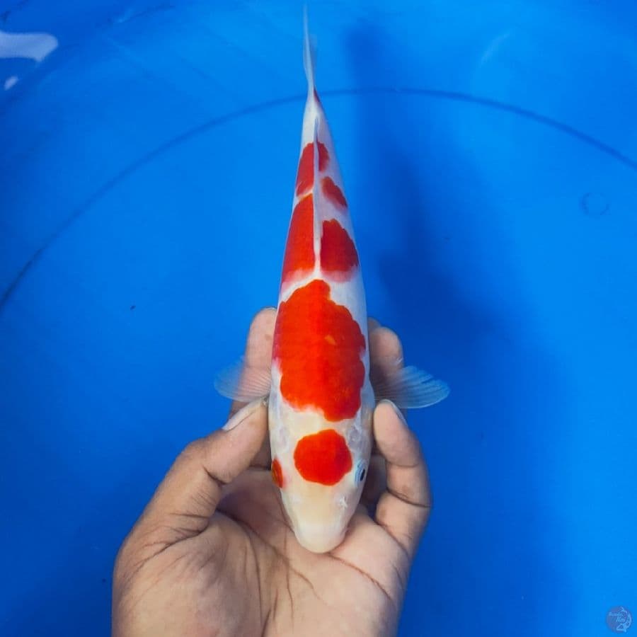 MARUTEN KOHAKU 25bu