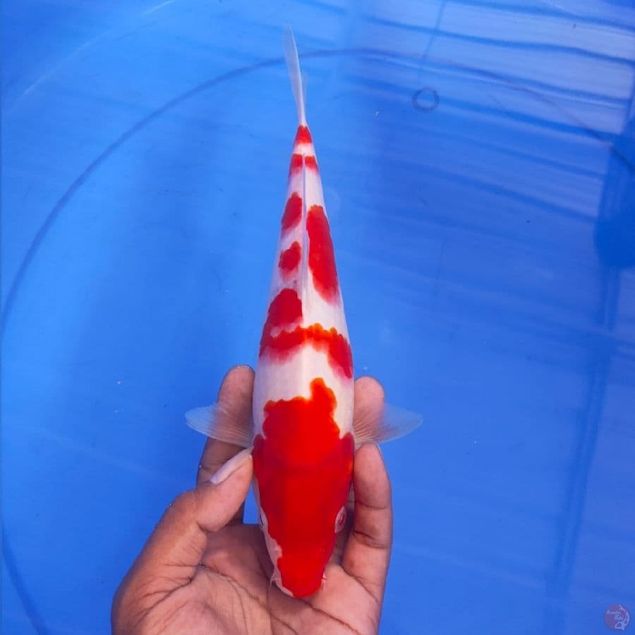 KOHAKU 26CM