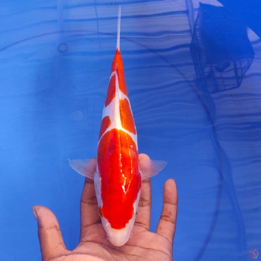 KOHAKU DOID 27cm