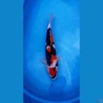 Maruten Showa 40 Cm Mewah