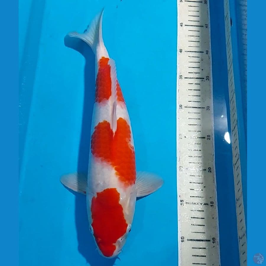 KOHAKU 38 CM