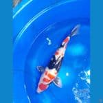 maruten showa