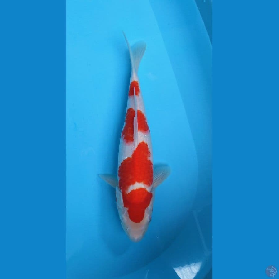 Kohaku Original