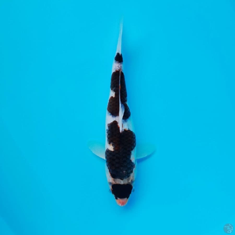 maruten goromo