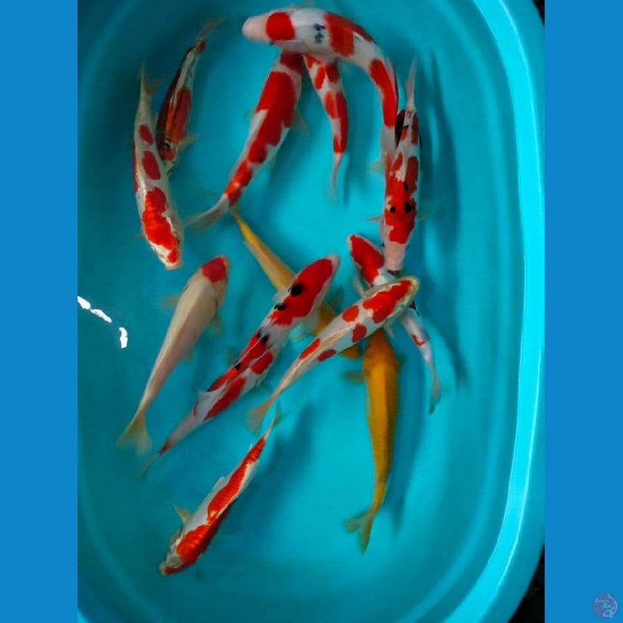 Mix Komandan 26-30cm 
