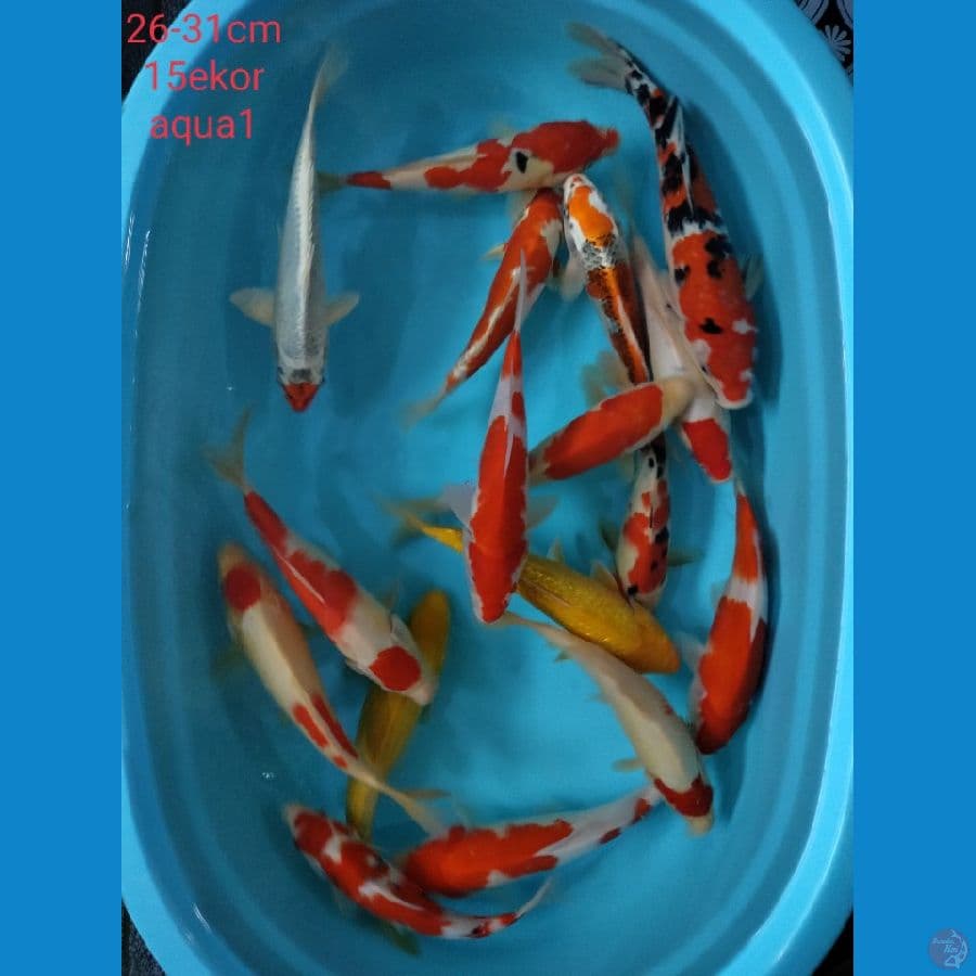 Mix Lengkap Karasi Mata Merah 26-31cm 15ekor