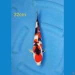 showa ori 32cm