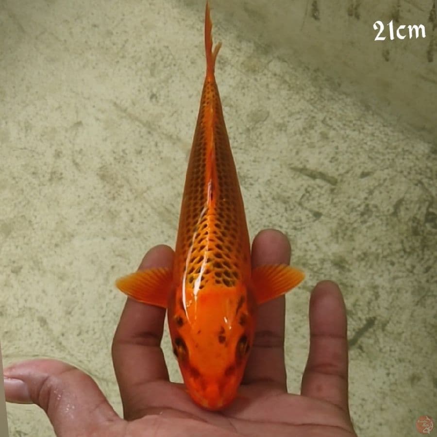 MATSUBA 21CM