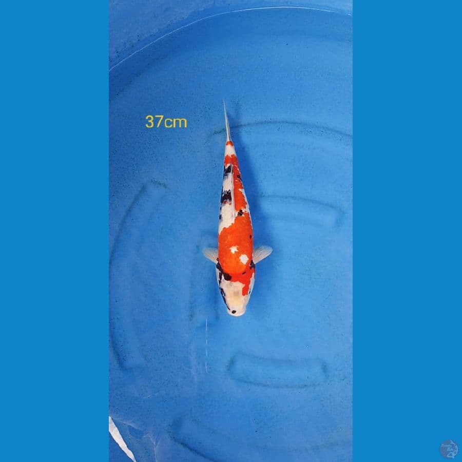 showa 37cm