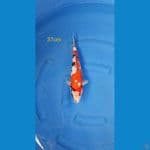showa 37cm