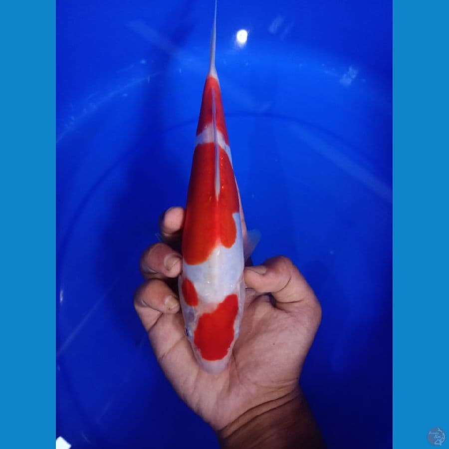 KOHAKU DOITSU 26CM / MALE