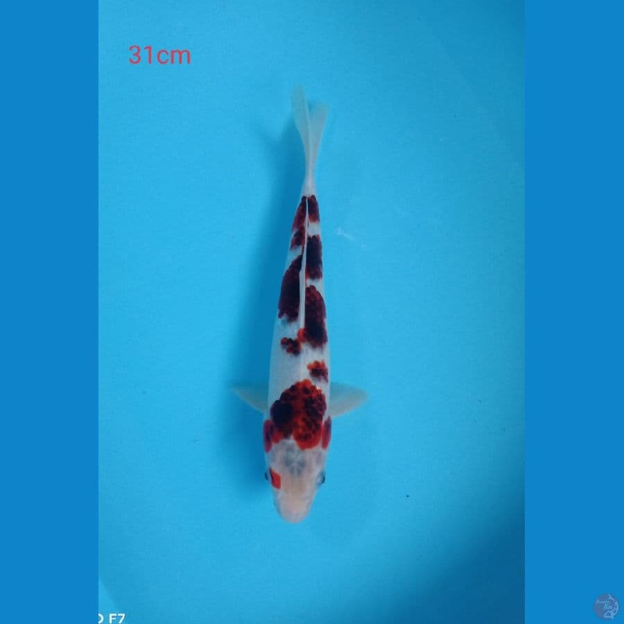 goromo 31cm