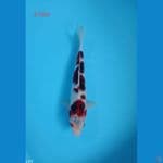 goromo 31cm