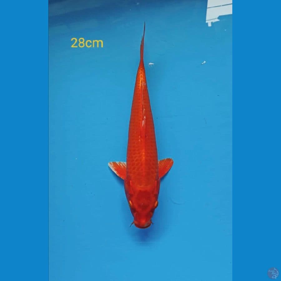 ogon