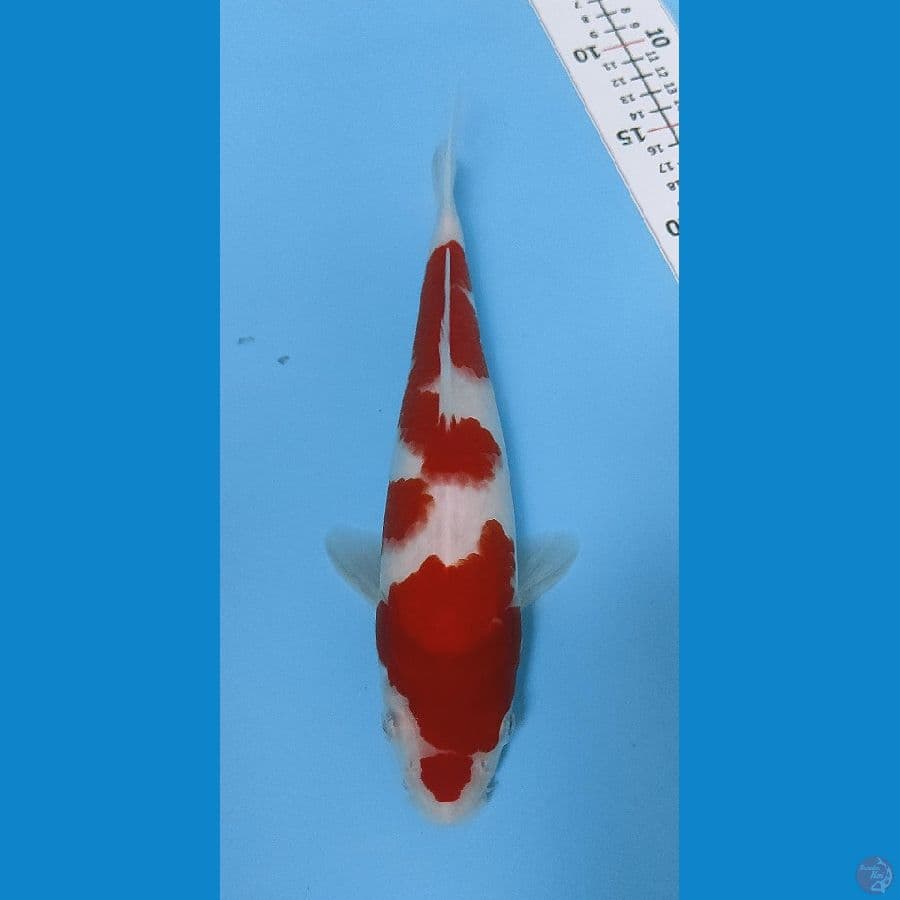 SHINKU  2 ~ KOHAKU ORIGINAL/28CM