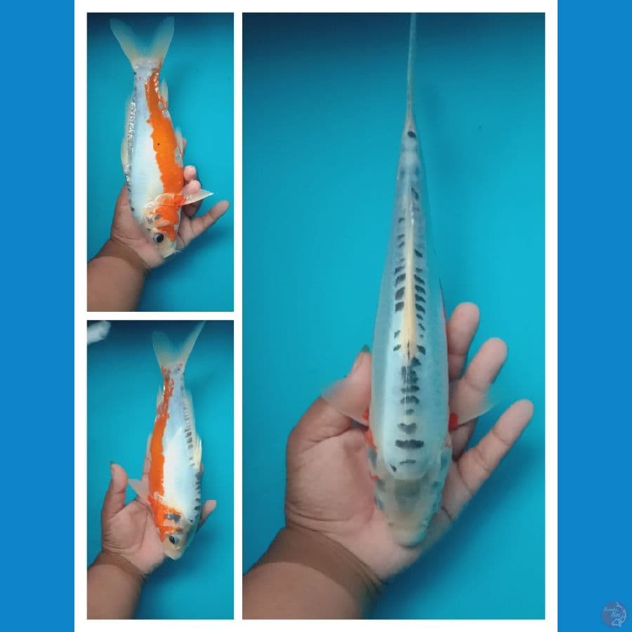 shusui 29 cm 
