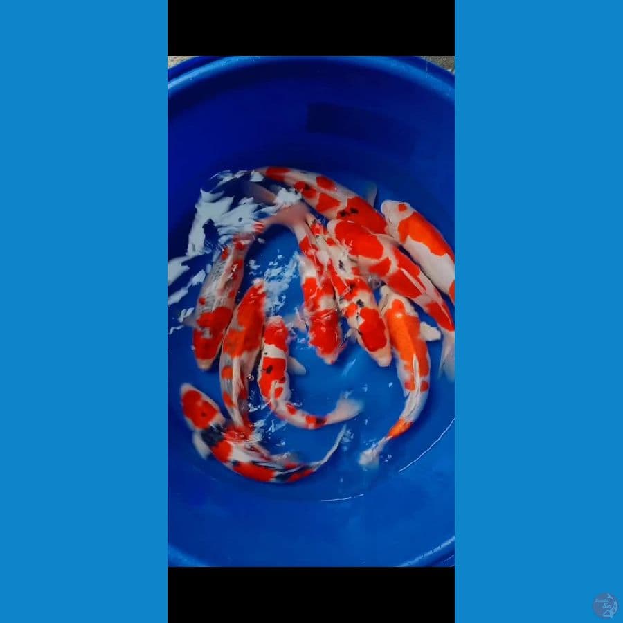 mix 42-45cm
