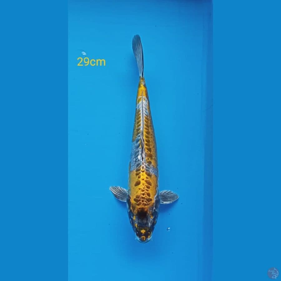 kin kikokuryo 29cm