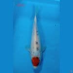 tancho 35cm