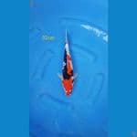 showa 32cm