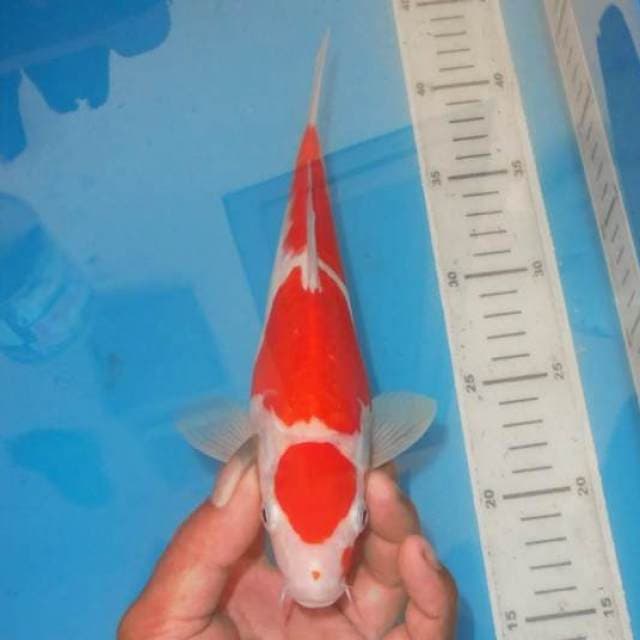 KOHAKU SAN