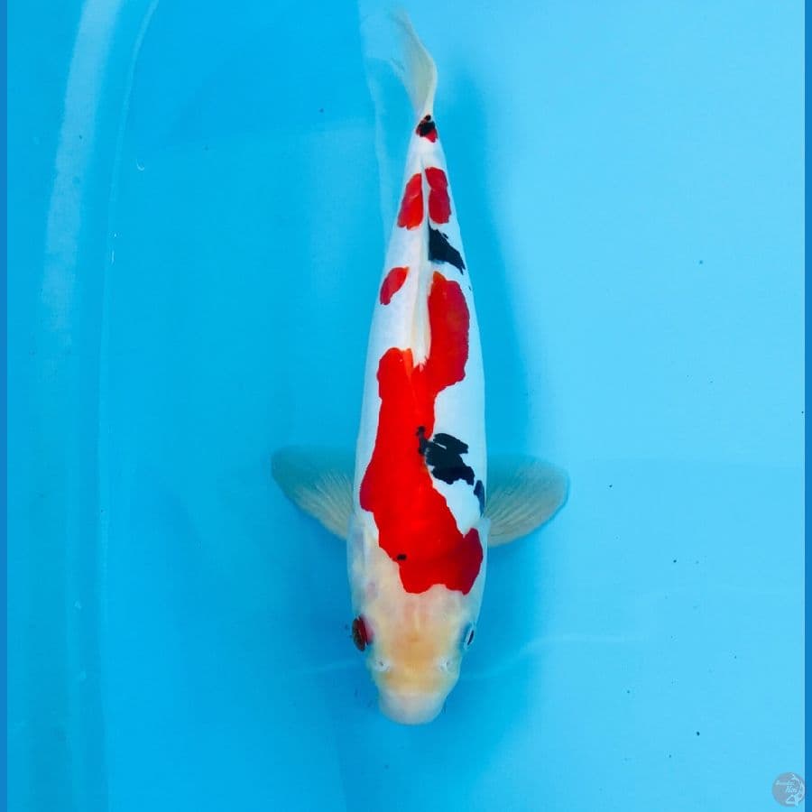 doitsu tsubosumi, M30 cm
