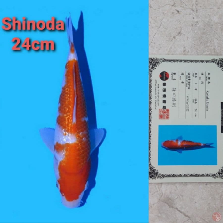 SHINODA GINRIN KOHAKU 24CM