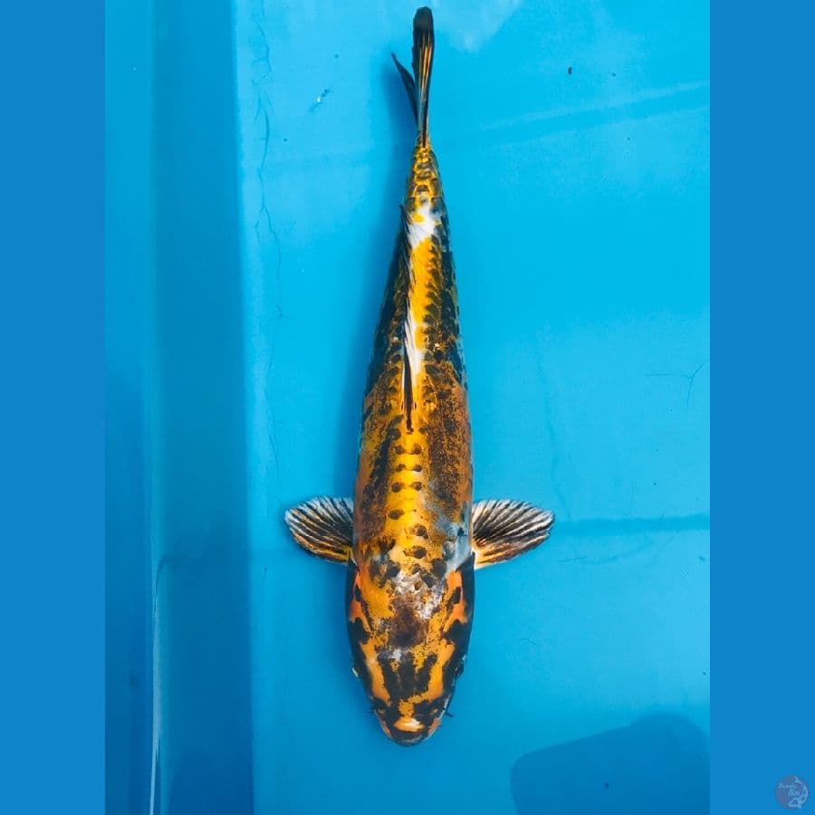 kiko, 24 cm