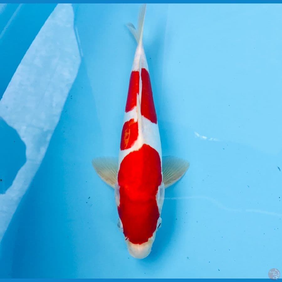 kohaku doitsu, M30 cm