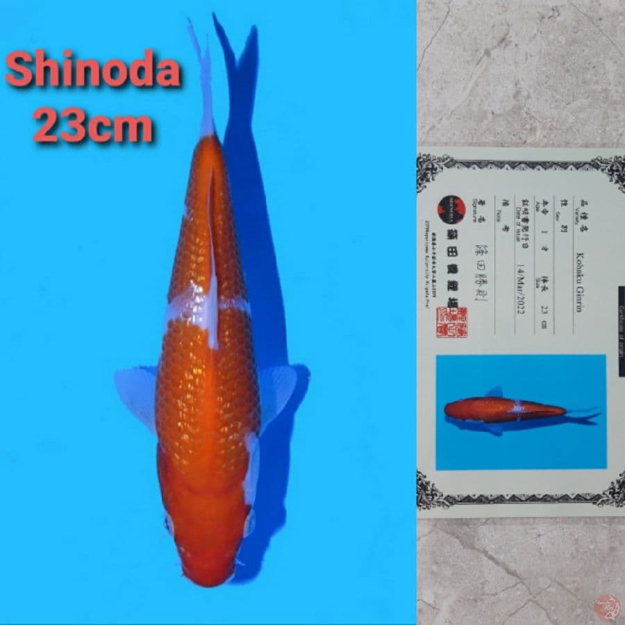SHINODA GINRIN KOHAKU 23CM