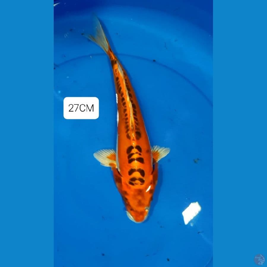 Kujaku 27CM