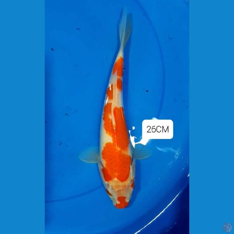 Strong Kohaku 26CM 