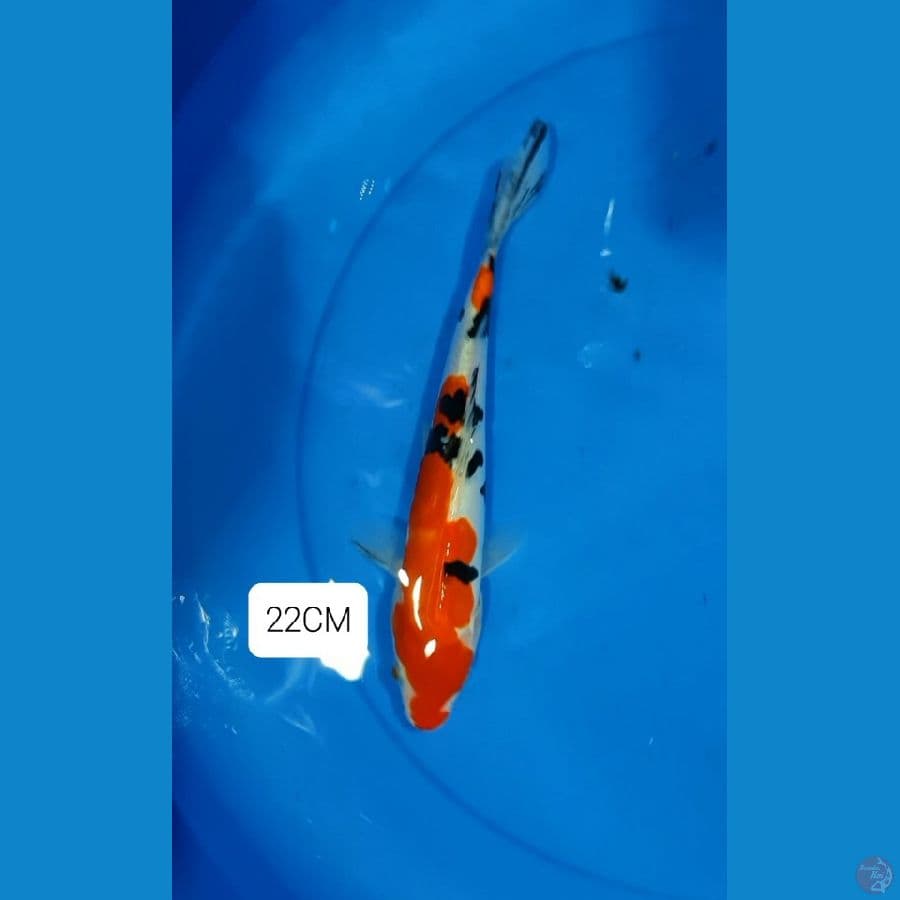 Doitsu Sanke 22cm