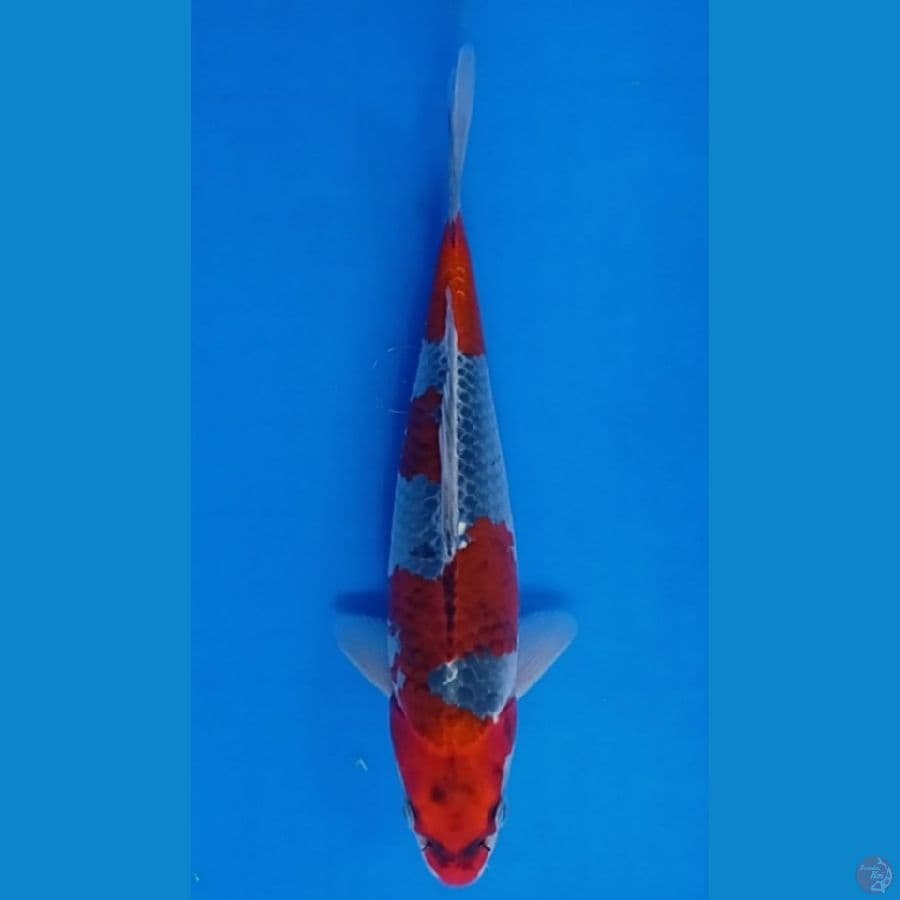 gosiki 28 cm male